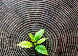 Thumb istock 531248966